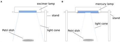 Investigation on Potential ESKAPE Surrogates for 222 and 254 nm Irradiation Experiments